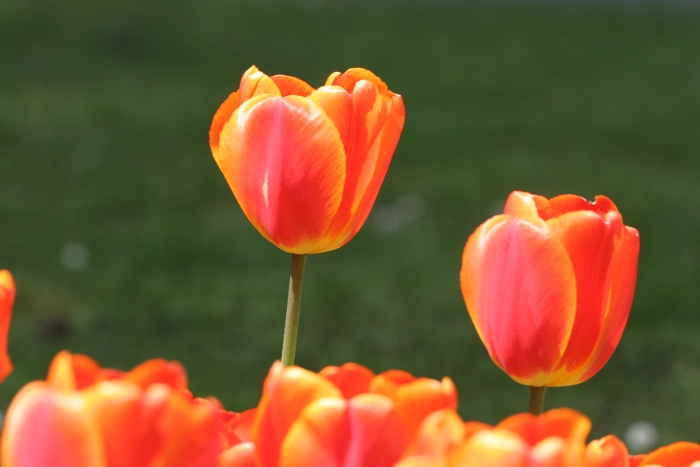 Tulipes a Morges 2006 - 064